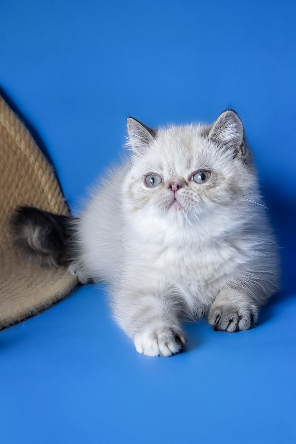 Aisha | Exotic Shorthair Kitten