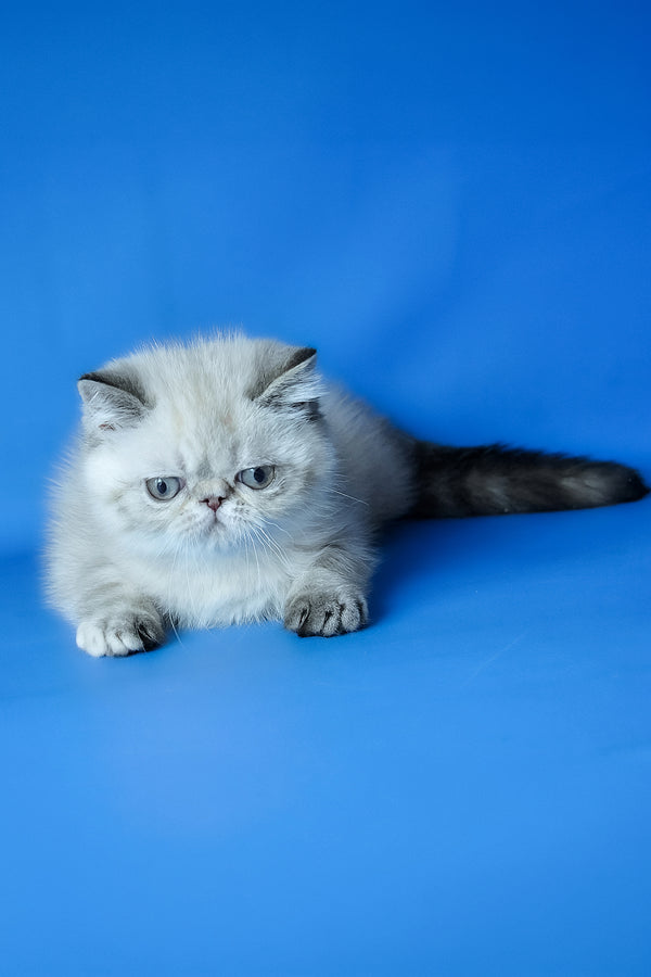 Aisha | Exotic Shorthair Kitten