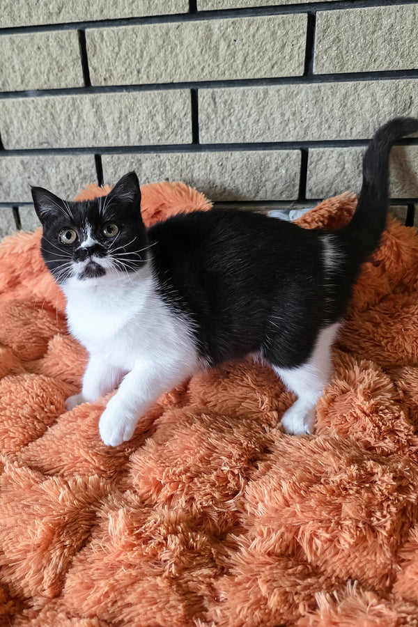 Aisha | British Shorthair Kitten