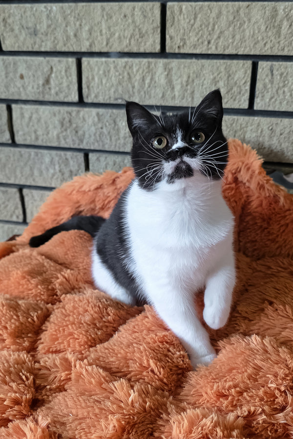 Aisha | British Shorthair Kitten