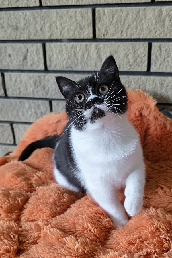 Aisha | British Shorthair Kitten