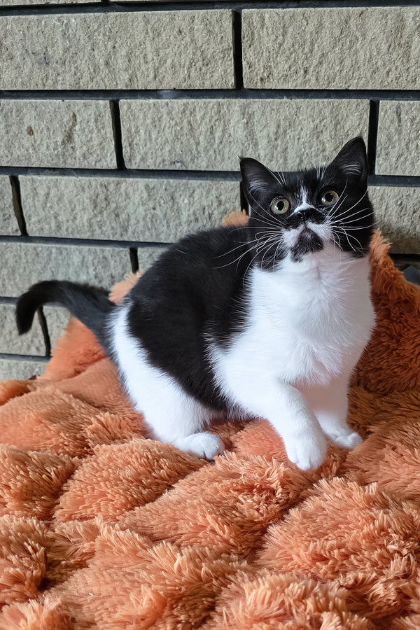 Aisha | British Shorthair Kitten