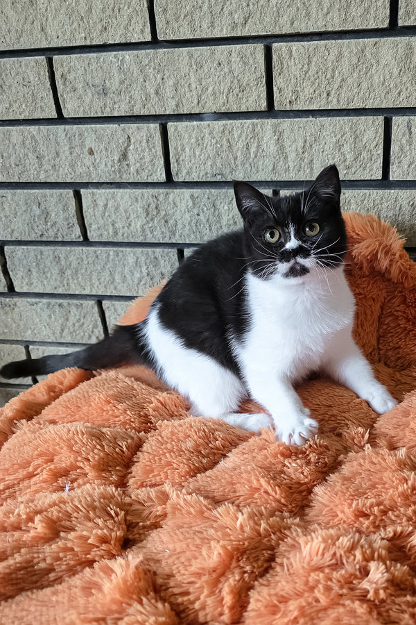 Aisha | British Shorthair Kitten