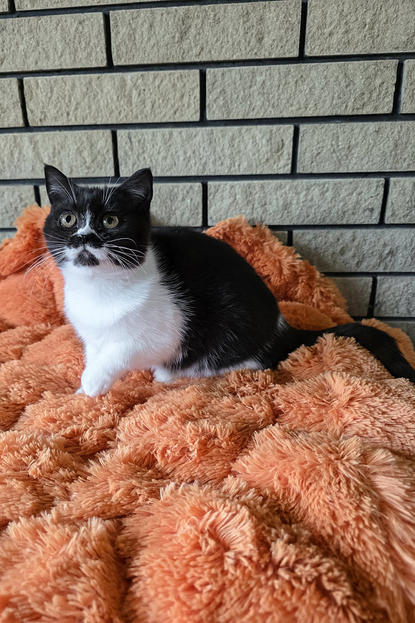 Aisha | British Shorthair Kitten