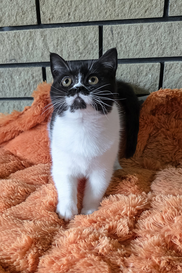 Aisha | British Shorthair Kitten