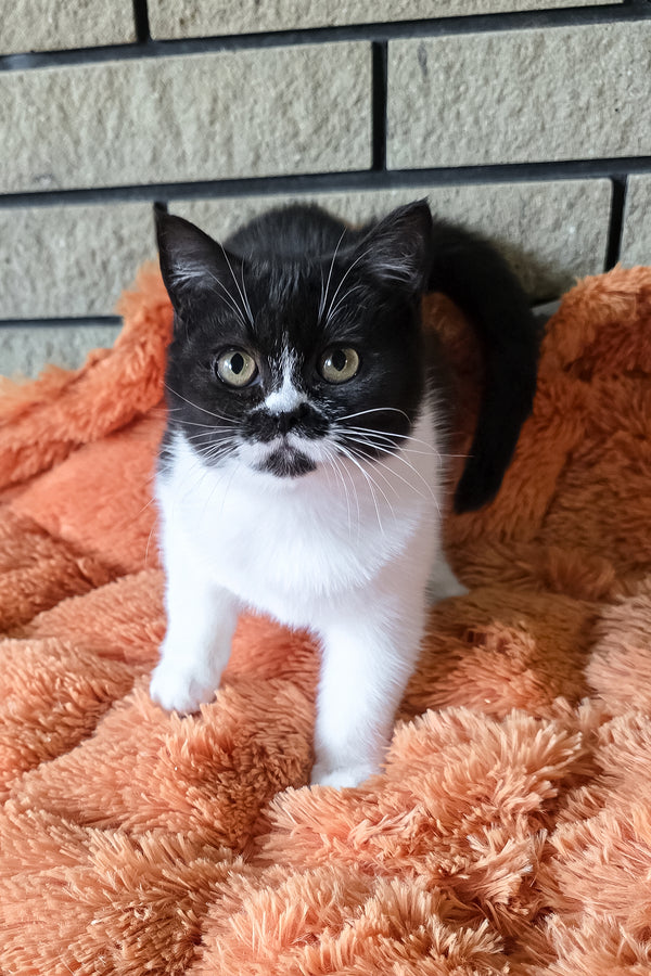 Aisha | British Shorthair Kitten