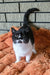 Aisha | British Shorthair Kitten