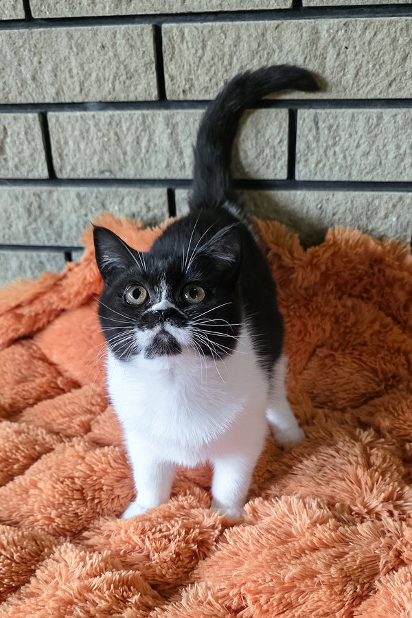 Aisha | British Shorthair Kitten