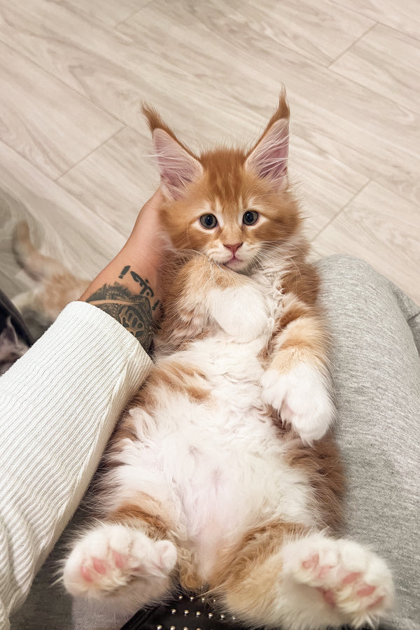 Alan | Polydactyl Maine Coon