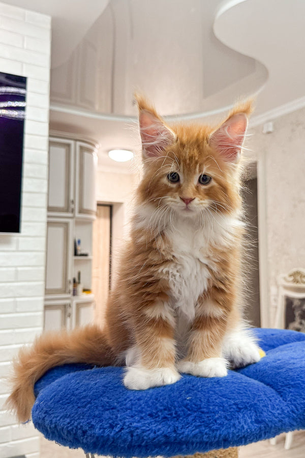 Alan | Polydactyl Maine Coon