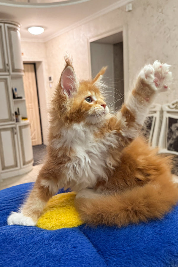 Alan | Polydactyl Maine Coon