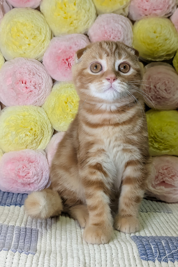 Alan | Scottish Fold Kitten