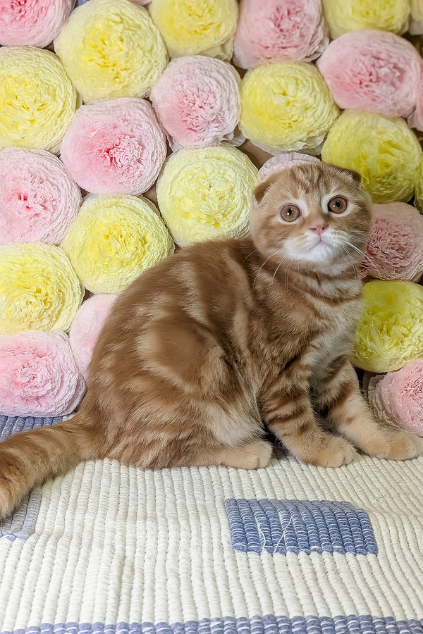 Alan | Scottish Fold Kitten