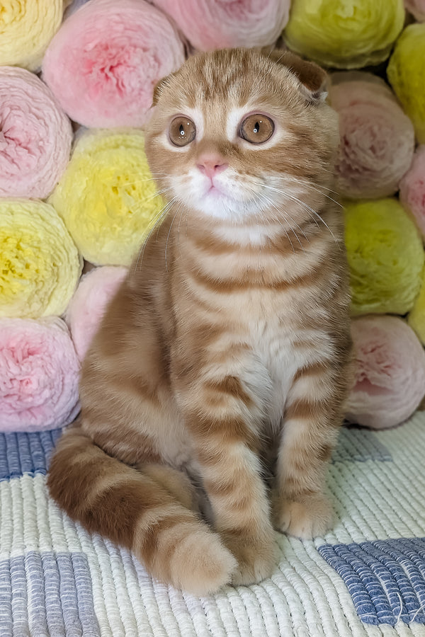 Alan | Scottish Fold Kitten