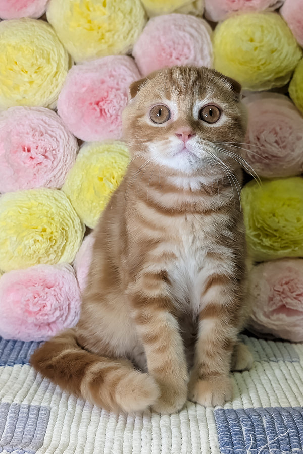 Alan | Scottish Fold Kitten