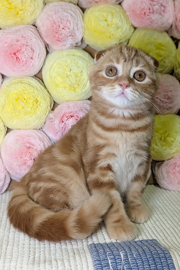 Alan | Scottish Fold Kitten