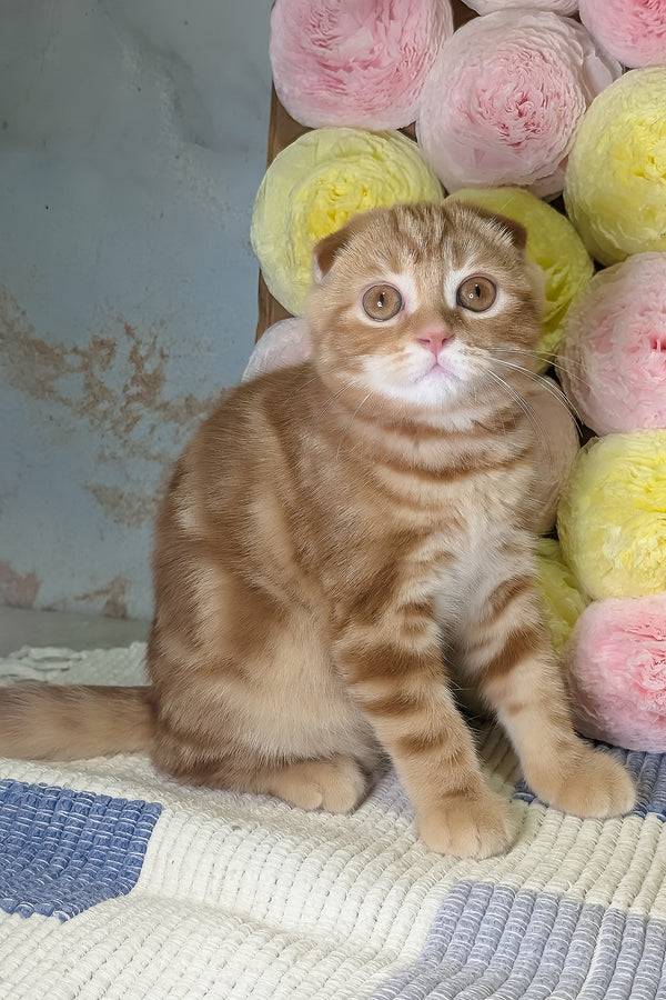 Alan | Scottish Fold Kitten