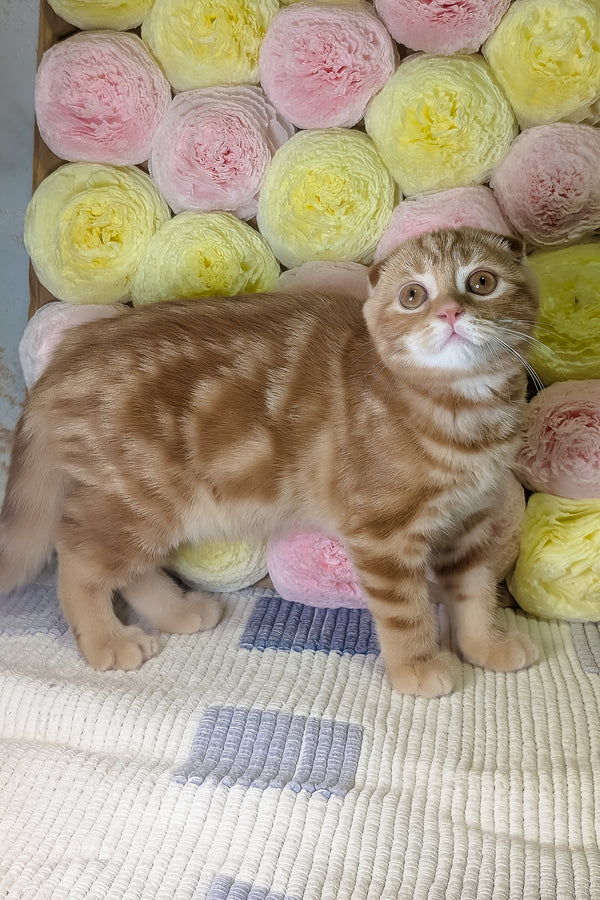 Alan | Scottish Fold Kitten