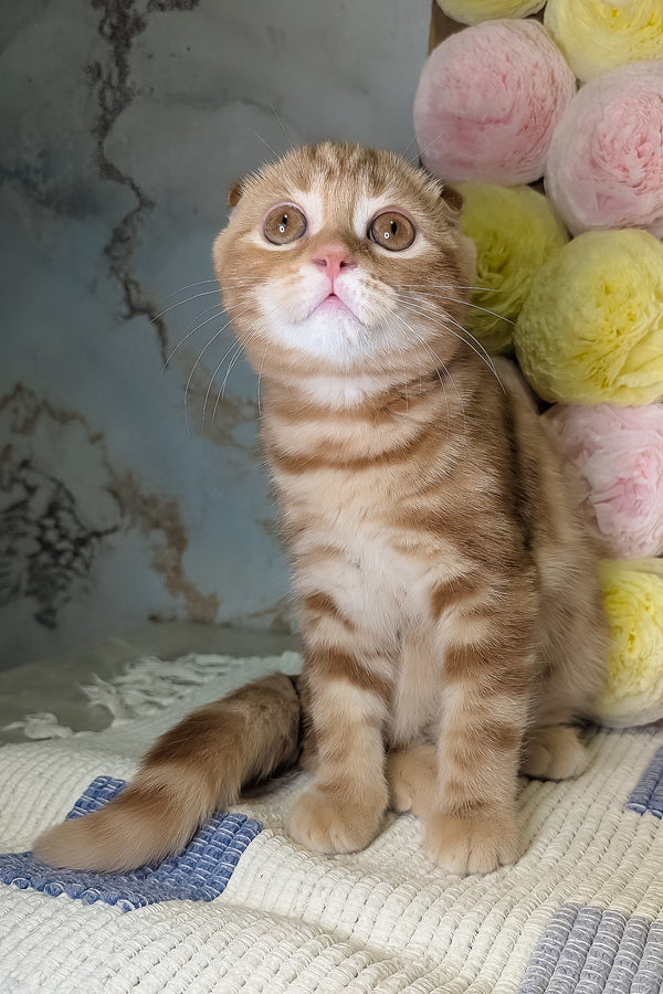 Alan | Scottish Fold Kitten
