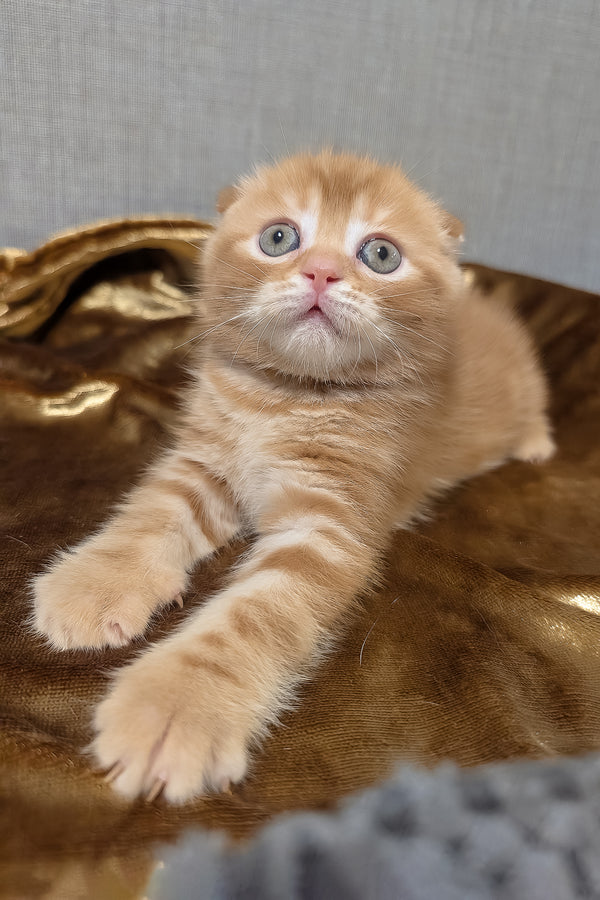 A fluffy ginger scottish fold kitten with blue eyes and white muzzle resting on a golden textured surface purebred kitties