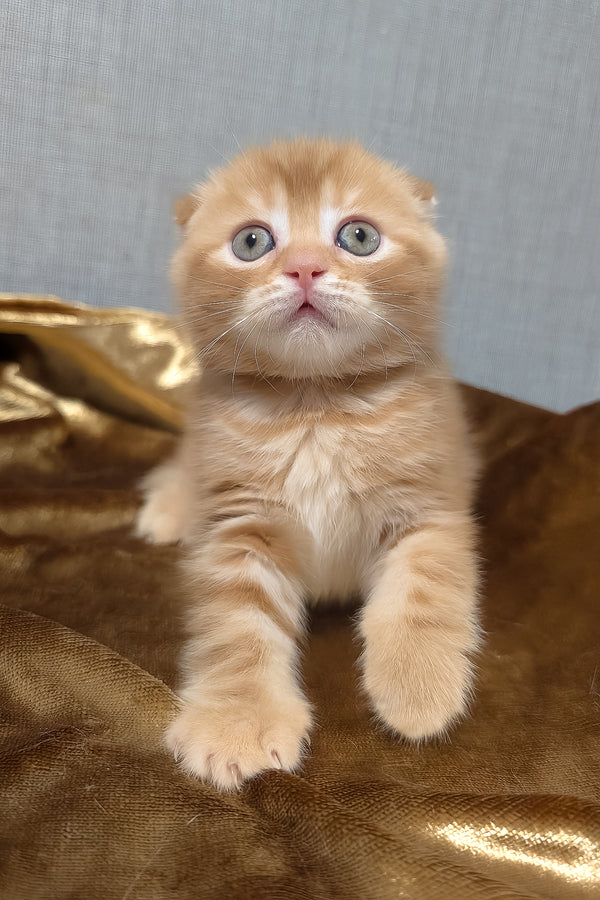 A fluffy ginger scottish fold kitten with blue eyes and soft striped coat sitting on golden fabric perfect for purebred kitties