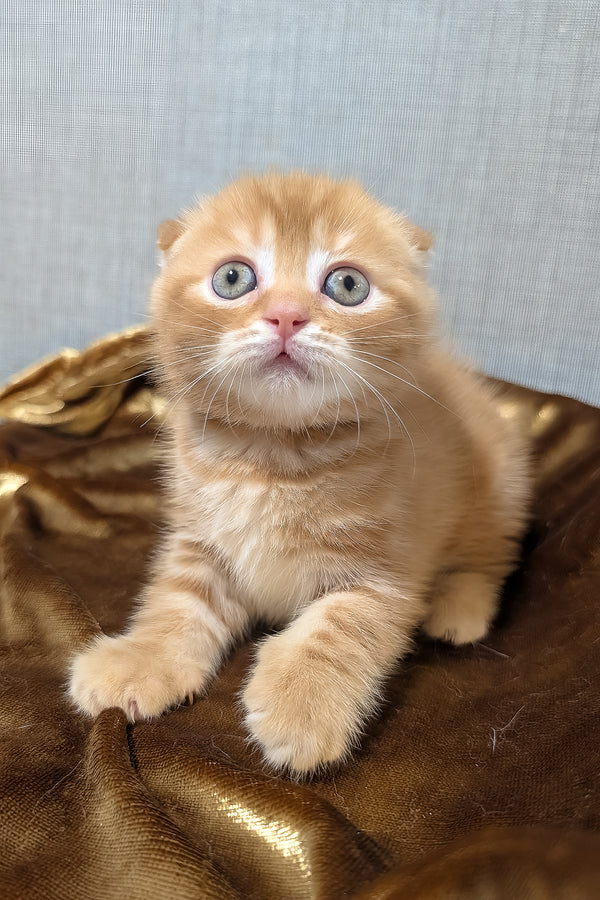 Alan scottish fold kitten a fluffy ginger purebred kitties with blue eyes sitting on shiny gold fabric