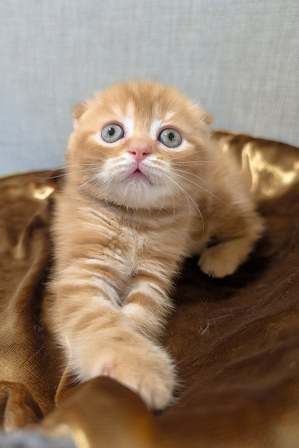 Alan scottish fold kitten is a fluffy orange tabby with blue eyes resting on plush golden brown fabric perfect for purebred kitties