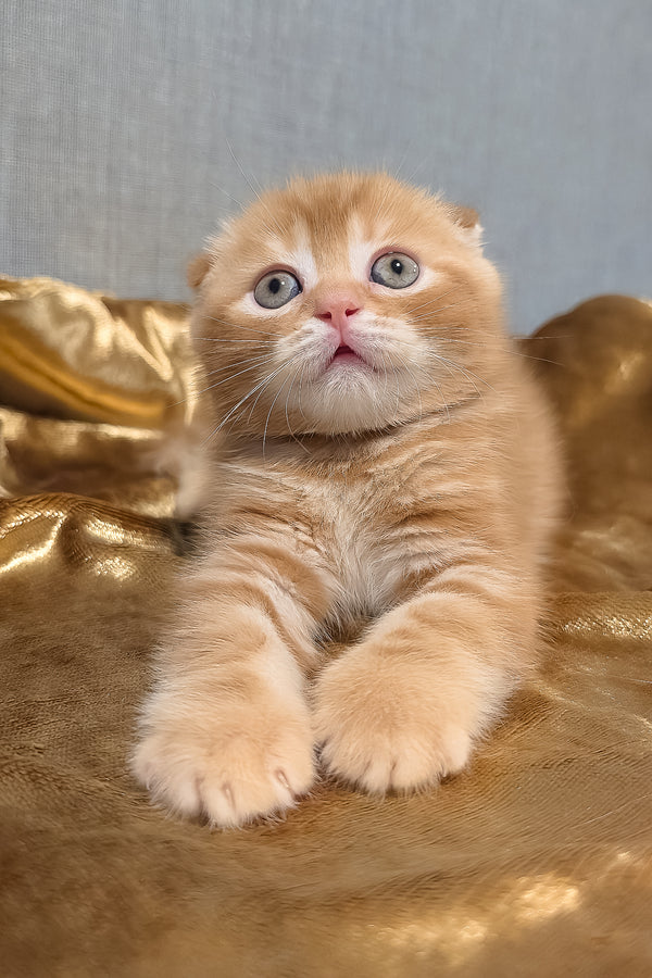Alan scottish fold kitten fluffy ginger with blue eyes and white muzzle resting on golden satin purebred kitties