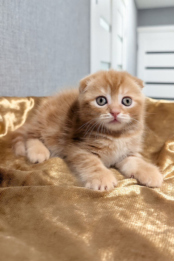 A fluffy orange scottish fold kitten with blue eyes resting on shimmering gold fabric perfect for purebred kitties fans
