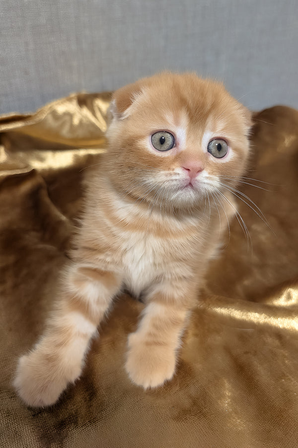 A fluffy ginger scottish fold kitten with blue eyes and soft striped fur sitting on golden fabric perfect for purebred kitties fans