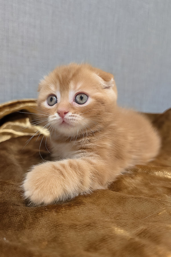 A fluffy ginger scottish fold kitten with striking green eyes resting on a warm brown blanket perfect for purebred kitties