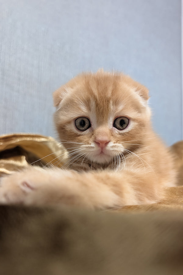 A fluffy orange scottish fold kitten with soft folded ears and curious eyes resting on a textured surface
