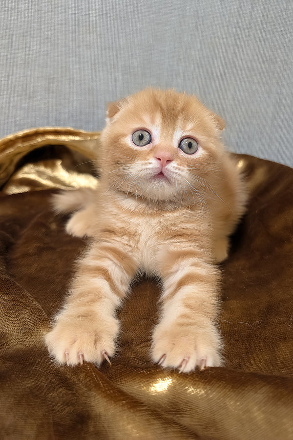 A fluffy ginger scottish fold kitten with blue eyes resting on golden fabric from purebred kitties collection alan