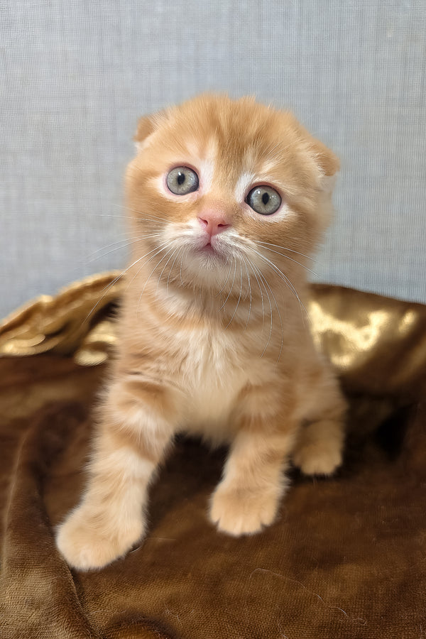 Adorable ginger scottish fold kitten alan with striking blue eyes and soft fluffy fur purebred kitties pet companion