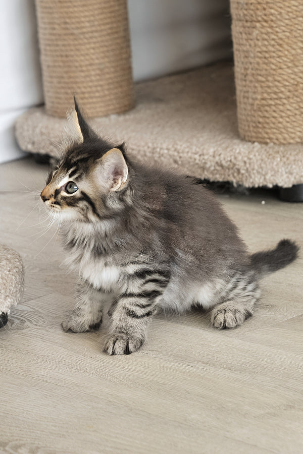 Alan | Norwegian Forest Kitten