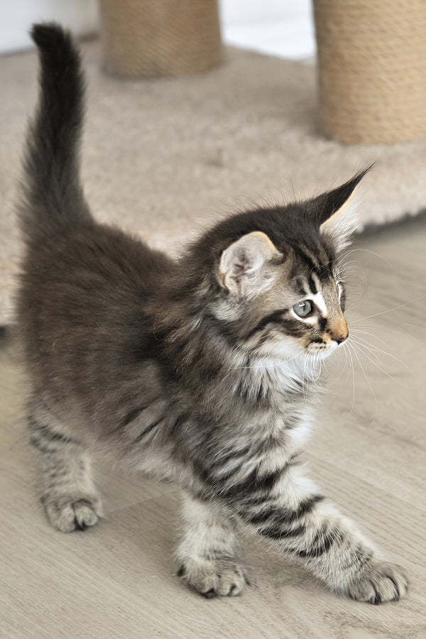Alan | Norwegian Forest Kitten