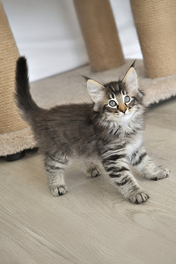 Alan | Norwegian Forest Kitten