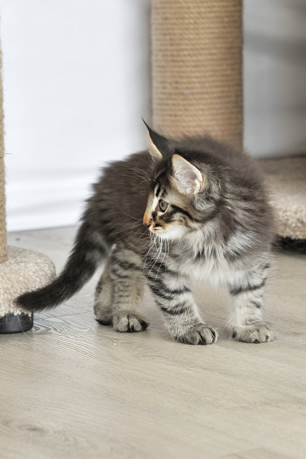 Alan | Norwegian Forest Kitten