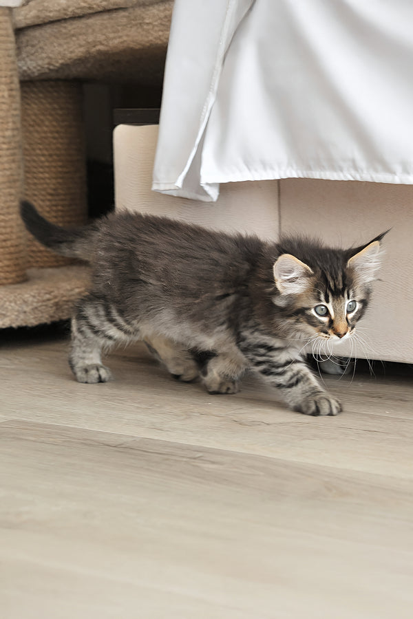 Alan | Norwegian Forest Kitten