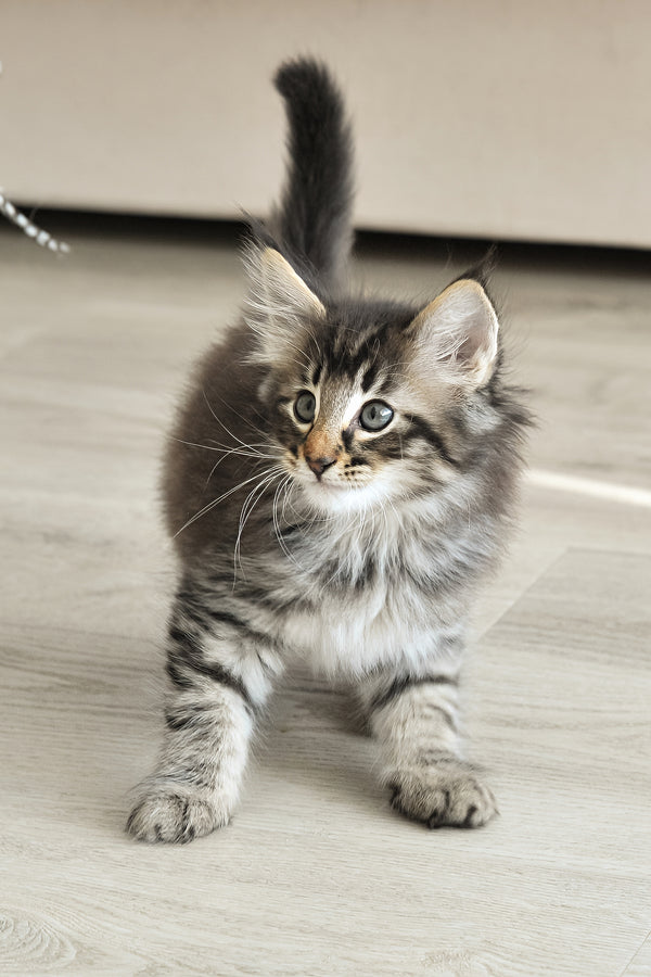Alan | Norwegian Forest Kitten