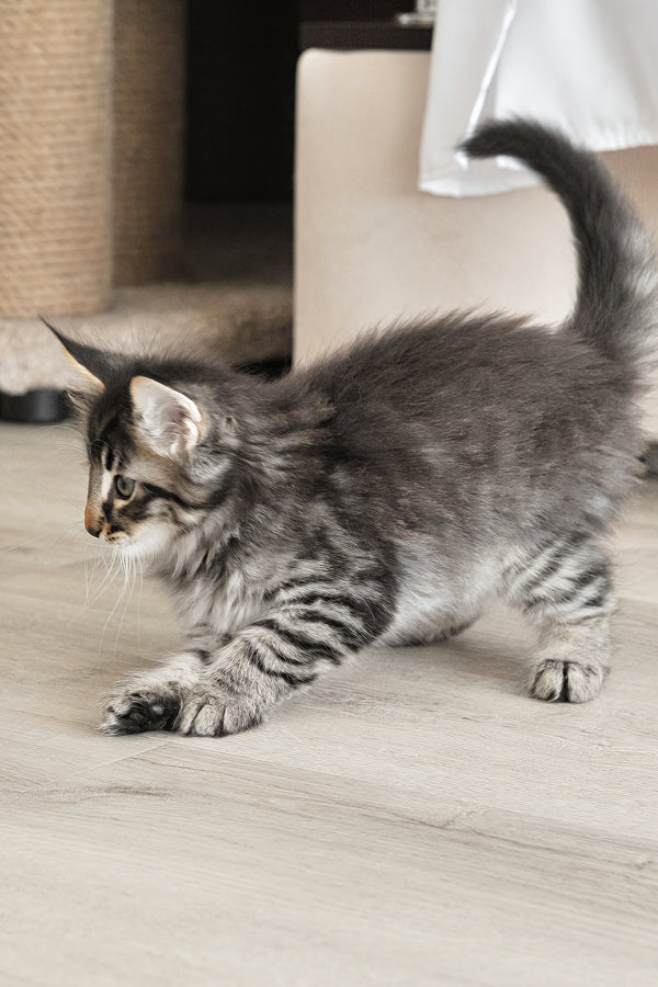 Alan | Norwegian Forest Kitten