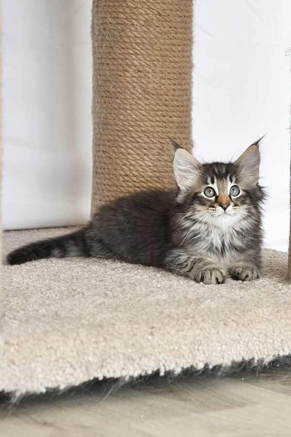 Alan | Norwegian Forest Kitten