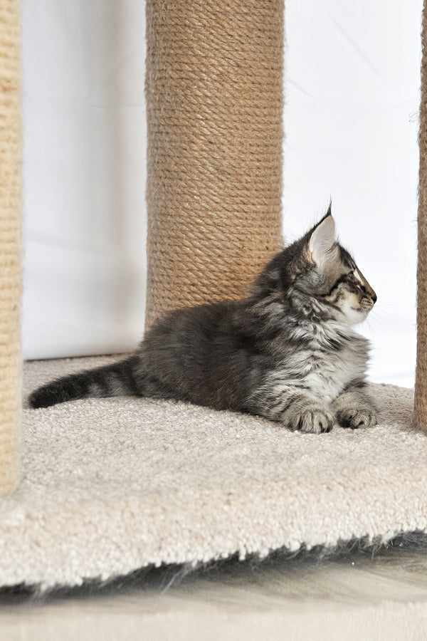 Alan | Norwegian Forest Kitten