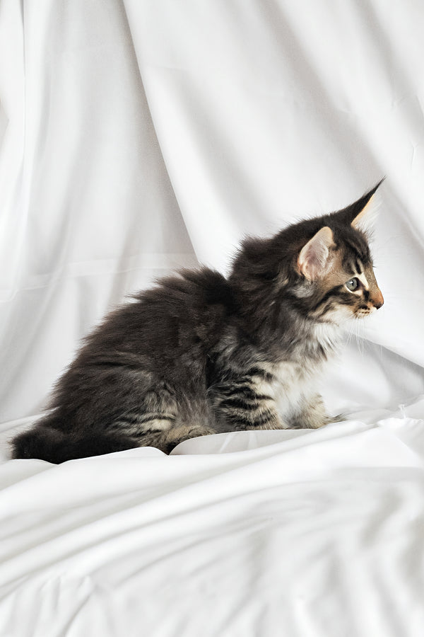 Alan | Norwegian Forest Kitten