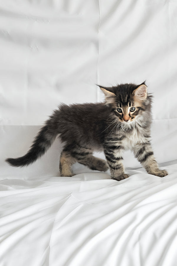 Alan | Norwegian Forest Kitten