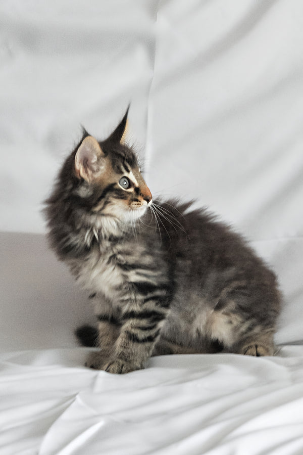 Alan | Norwegian Forest Kitten