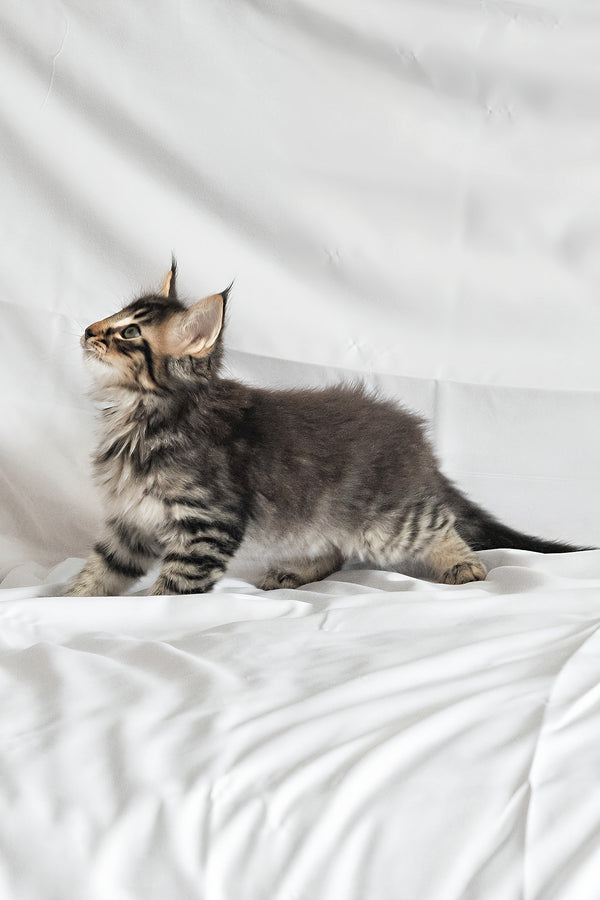 Alan | Norwegian Forest Kitten