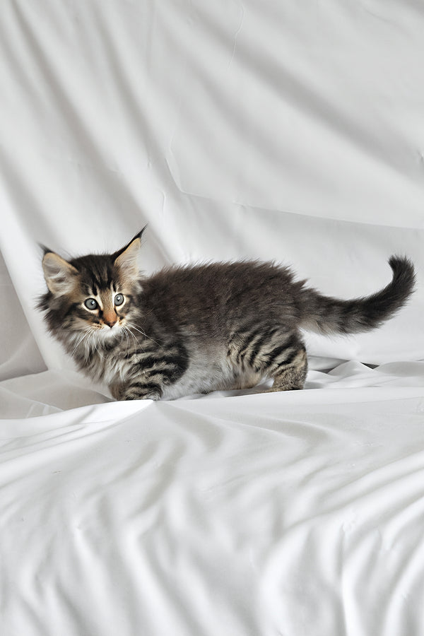 Alan | Norwegian Forest Kitten