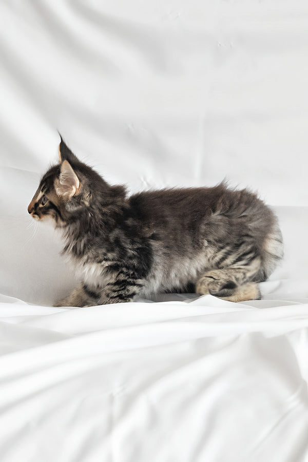 Alan | Norwegian Forest Kitten