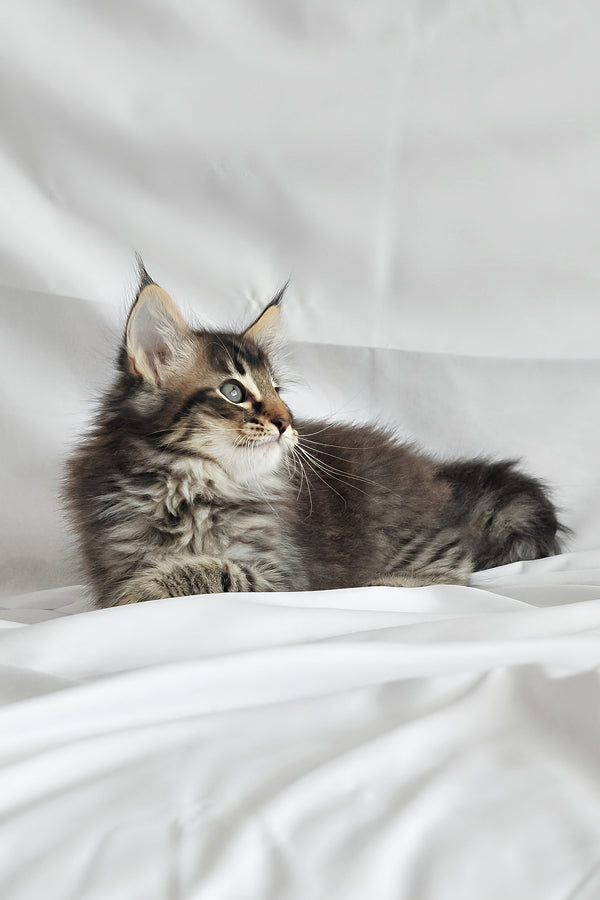 Alan | Norwegian Forest Kitten